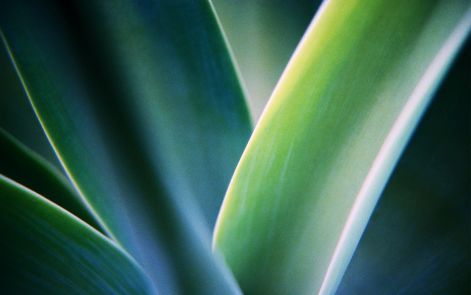 close-up_of_leaves.jpg